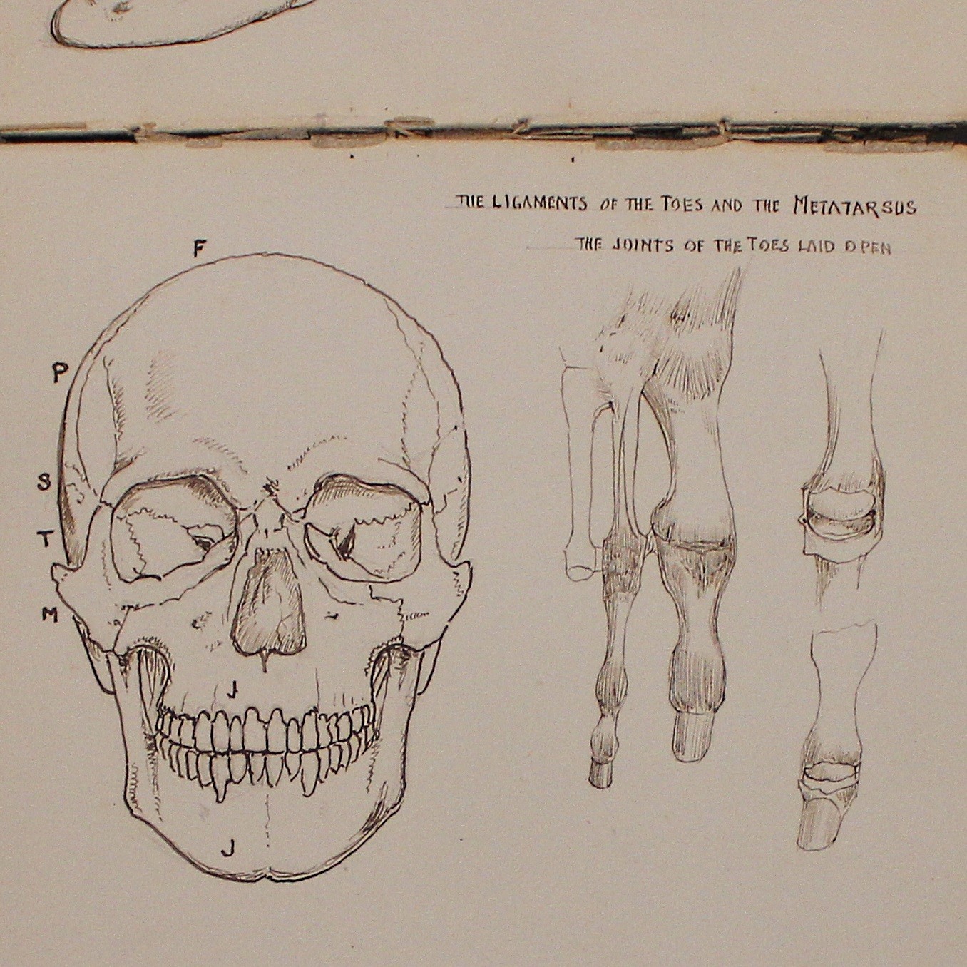 Anatomical Position Sketch at PaintingValley.com | Explore collection