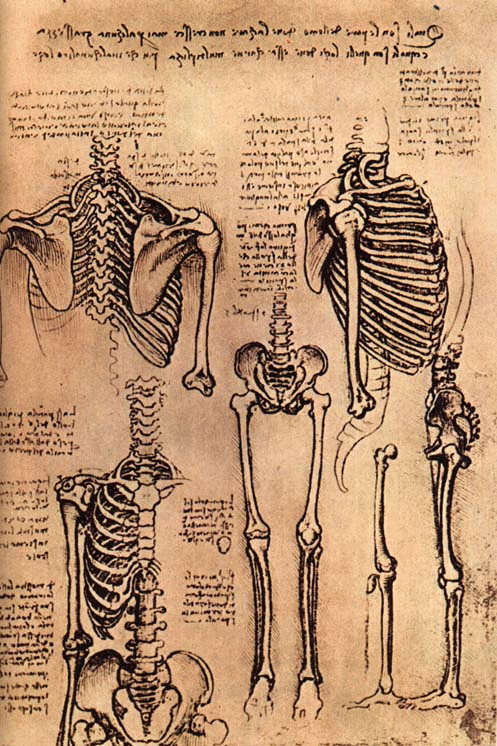 497x746 Anatomical Sketches By Leonardo Da Vinci Anatomy In 2018 - Anatomical Sketches