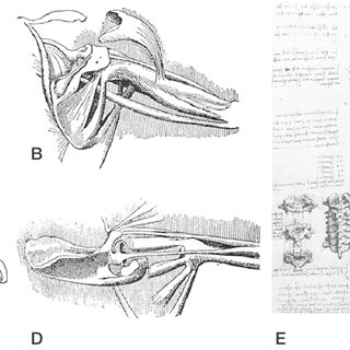 320x320 Anatomical Sketches Of Leonardo Da Vinci. A. Dissection Of The - Anatomical Sketches