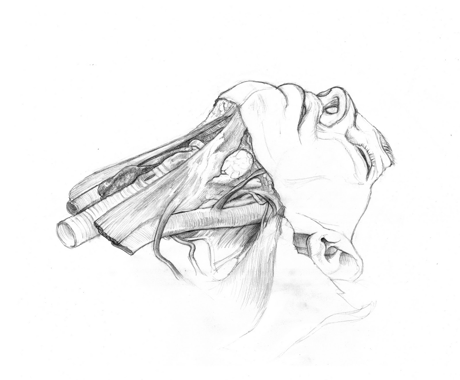 1600x1321 Illusion Of Gaia Anatomical Sketches - Anatomical Sketches