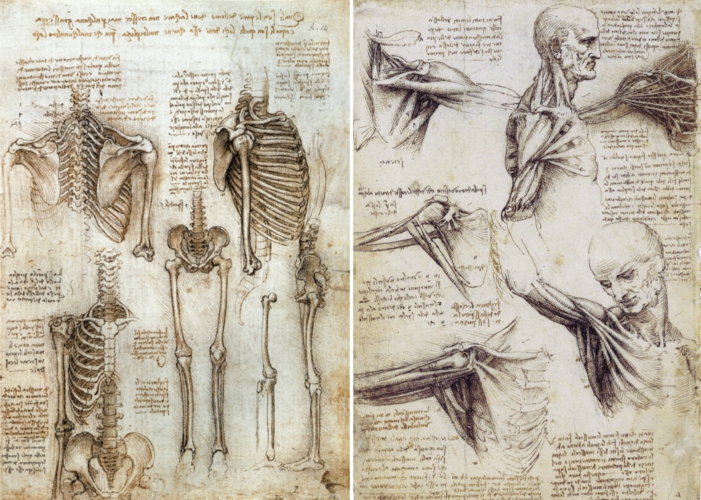 1401x1000 Leonardo Da Vinci - Anatomical Sketches