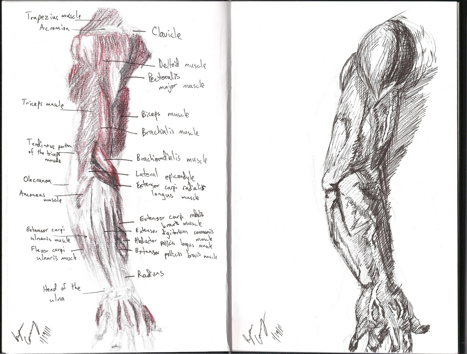 1600x1213 Anatomical Sketches Rc Illustrations Amp Graphics - Anatomical Sketches