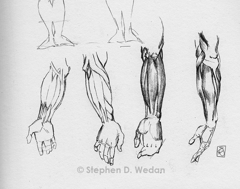 815x641 Anatomical Sketches Steve Wedan Art - Anatomical Sketches
