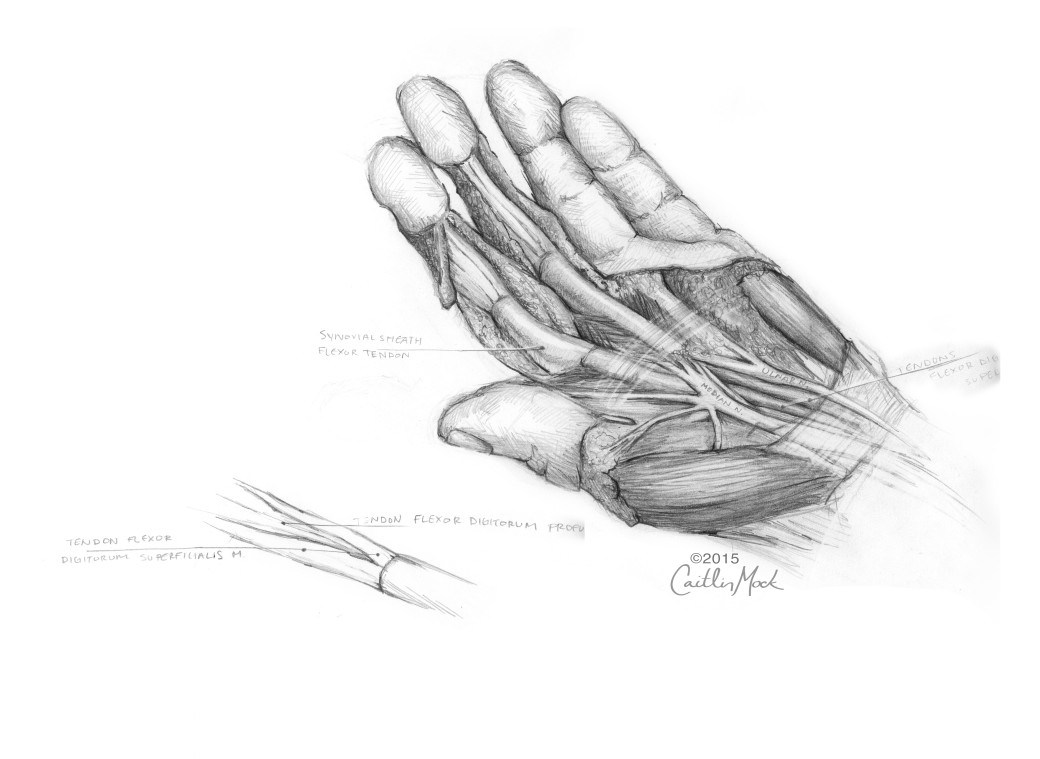 1040x759 Anatomical Sketches - Anatomical Sketches