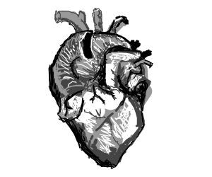 300x250 Anatomically Accurate Heart - Anatomically Correct Heart Sketch