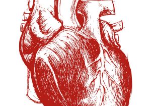 300x210 Drawing A Human Heart Anatomically Correct Human Heartniku Arbabi - Anatomically Correct Heart Sketch