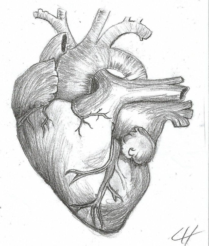 824x970 Gallery Anatomically Correct Heart Drawing, - Anatomically Correct Heart Sketch