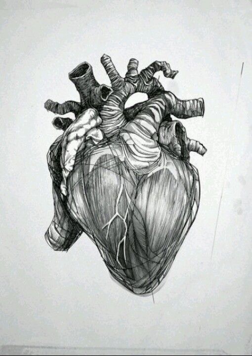 Anatomically Correct Heart Sketch at PaintingValley.com | Explore ...