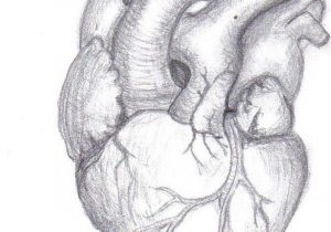 300x210 Human Heart Drawings In Pencil Human Heart Drawings In Pencil - Anatomically Correct Heart Sketch