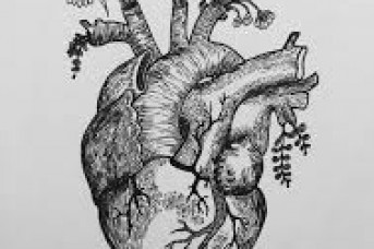 343x228 Human Heart With Flowers Drawing - Anatomically Correct Heart Sketch