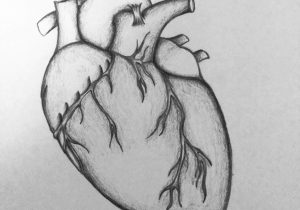 300x210 Anatomical Heart Drawing Tumblr Anatomically Correct Heart Flash - Anatomically Correct Heart Sketch