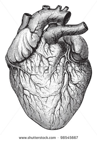 324x470 Organs Clipart Anatomically Correct Heart - Anatomically Correct Heart Sketch