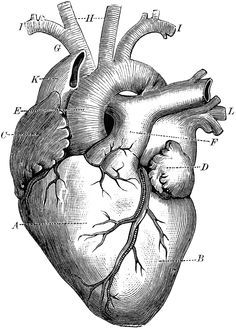 236x329 Anatomically Correct Heart - Anatomically Correct Heart Sketch
