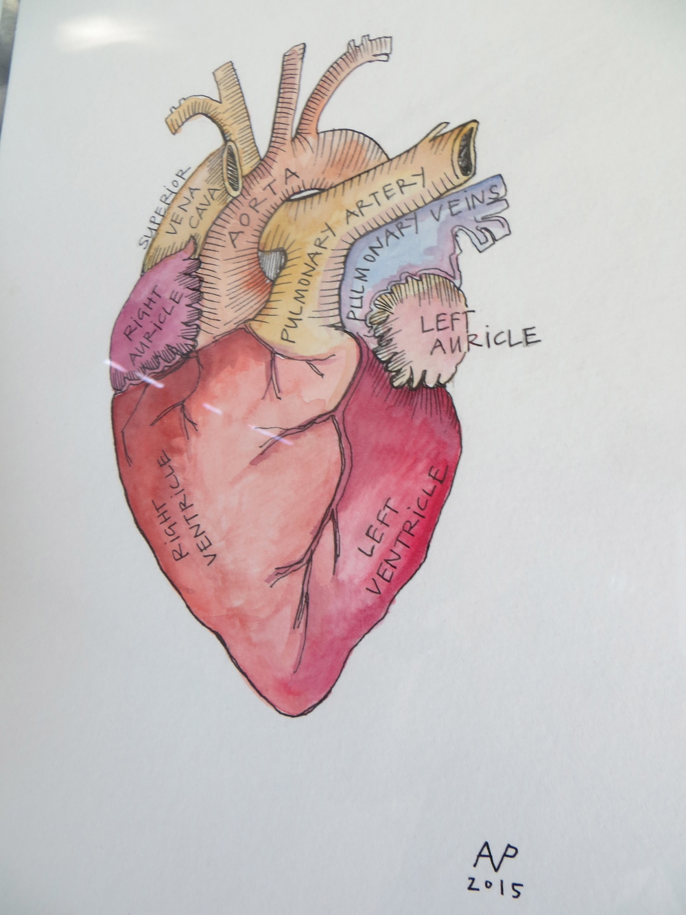 Anatomically Correct Heart Sketch at Explore