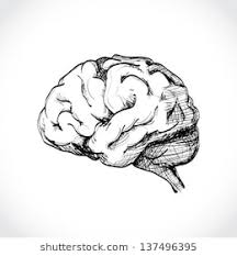 216x233 Anatomical Heart Realistic Brain Drawing Pictures Www - Anatomically Correct Heart Sketch