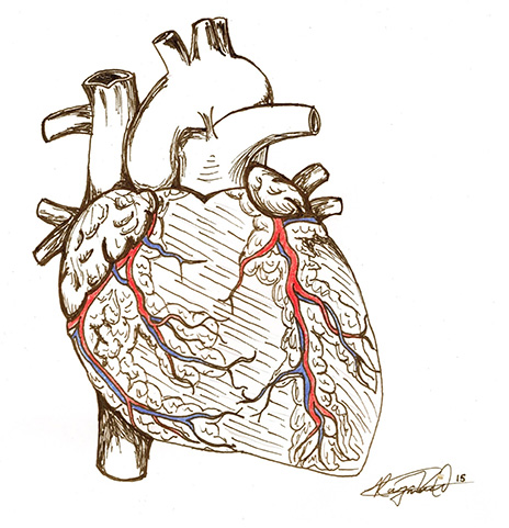 464x481 Anatomical Sketch Of The Heart By Raymond Kwok Touro College Of - Anatomically Correct Heart Sketch