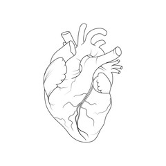 Anatomically Correct Heart Sketch at PaintingValley.com | Explore ...