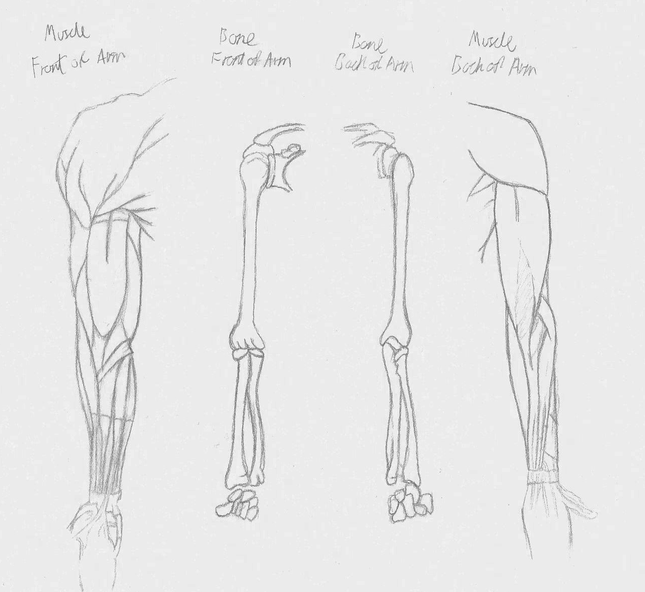 Anatomy Sketch Practice at PaintingValley.com | Explore collection of ...