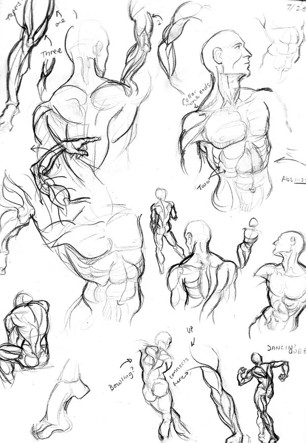 600x870 Male Anatomy Practice By Muirin007 - Anatomy Sketch Practice