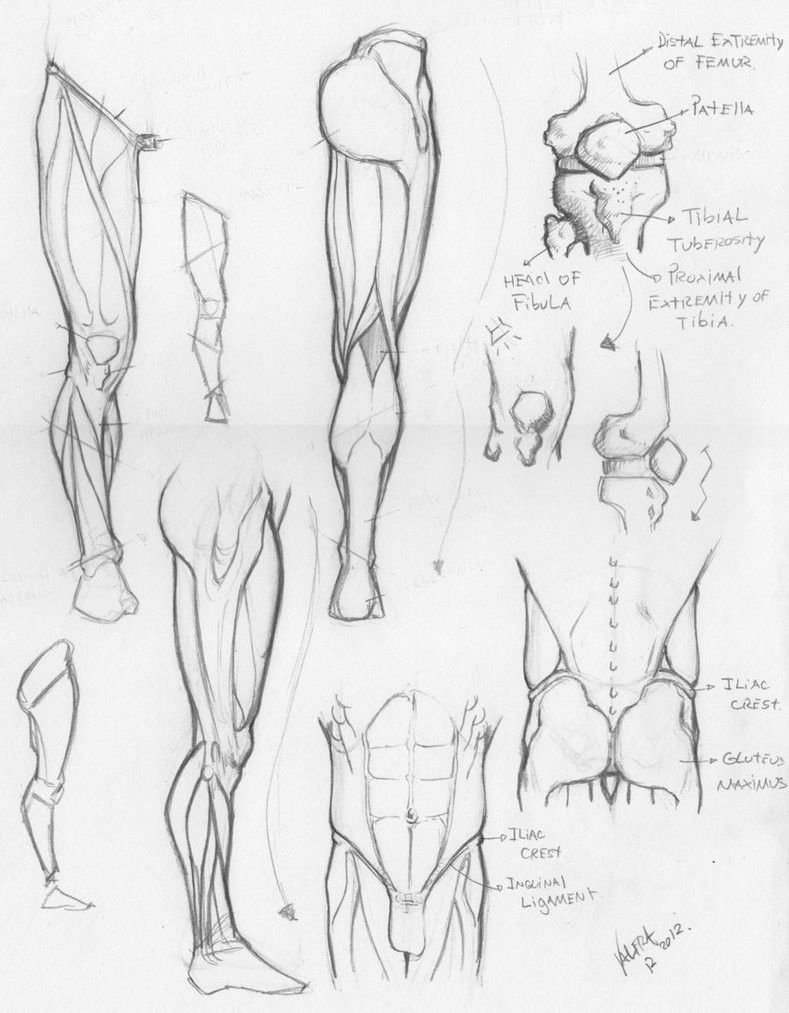 789x1013 Pin By Zak Zych On Anatomy - Anatomy Sketches