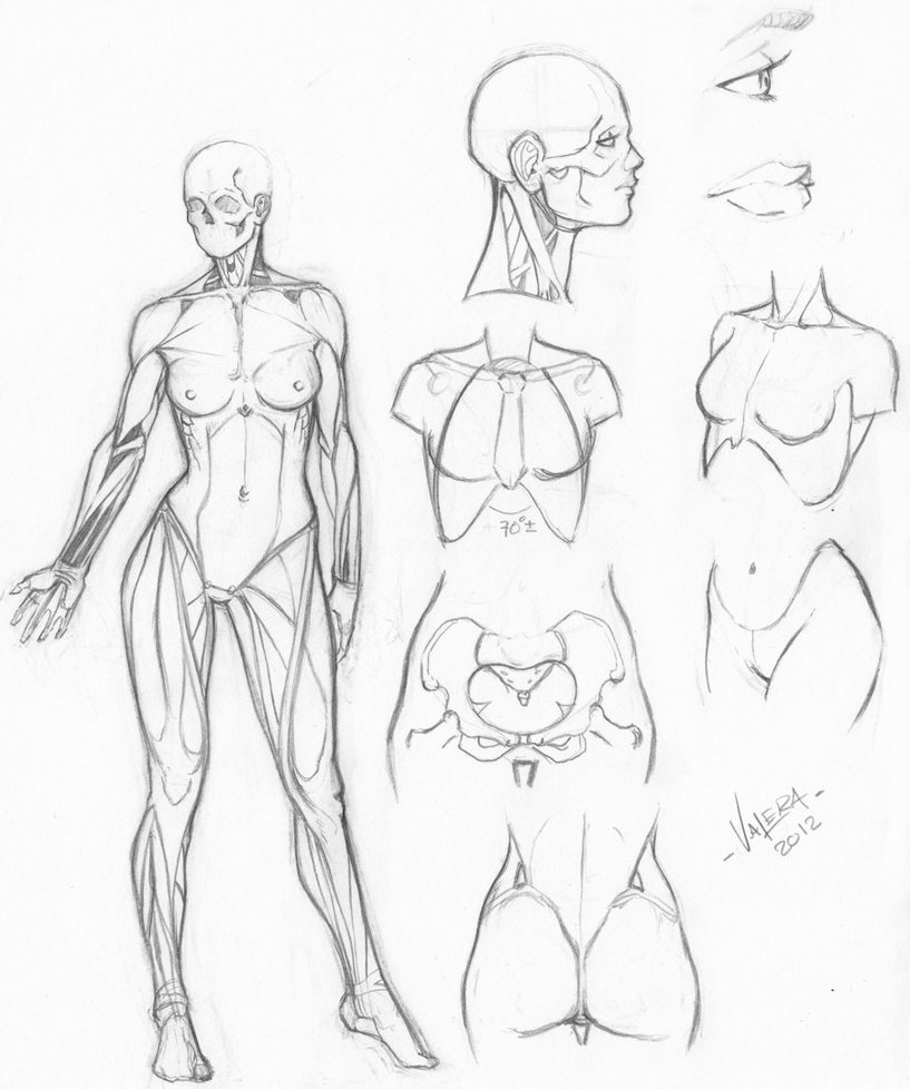 817x978 Random Anatomy Sketches 6 By Rv1994 - Anatomy Sketches