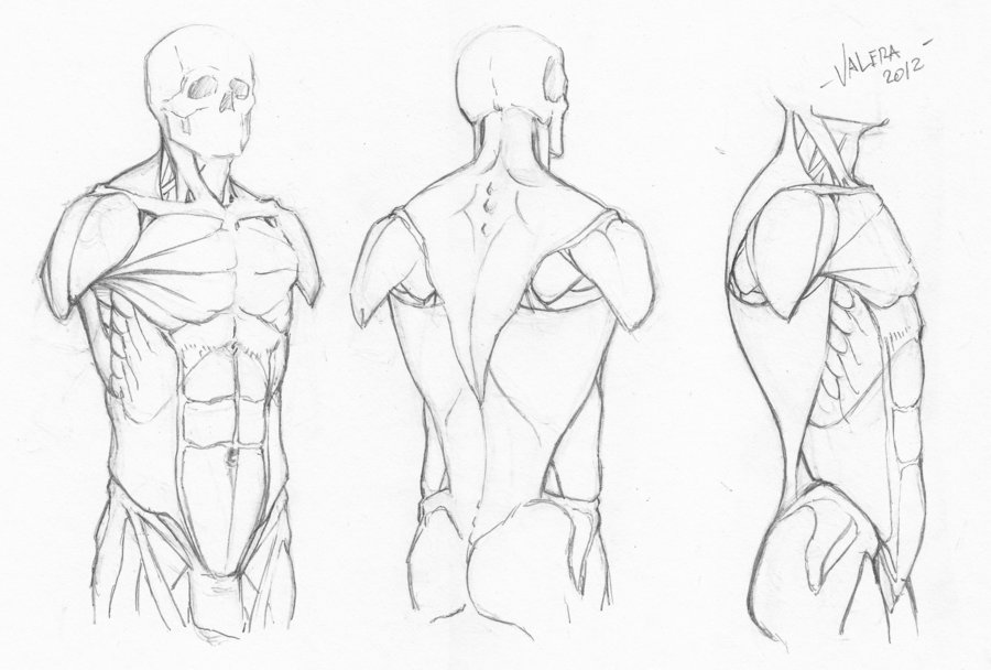 900x608 Random Anatomy Sketches 7 By Rv1994 - Anatomy Sketches