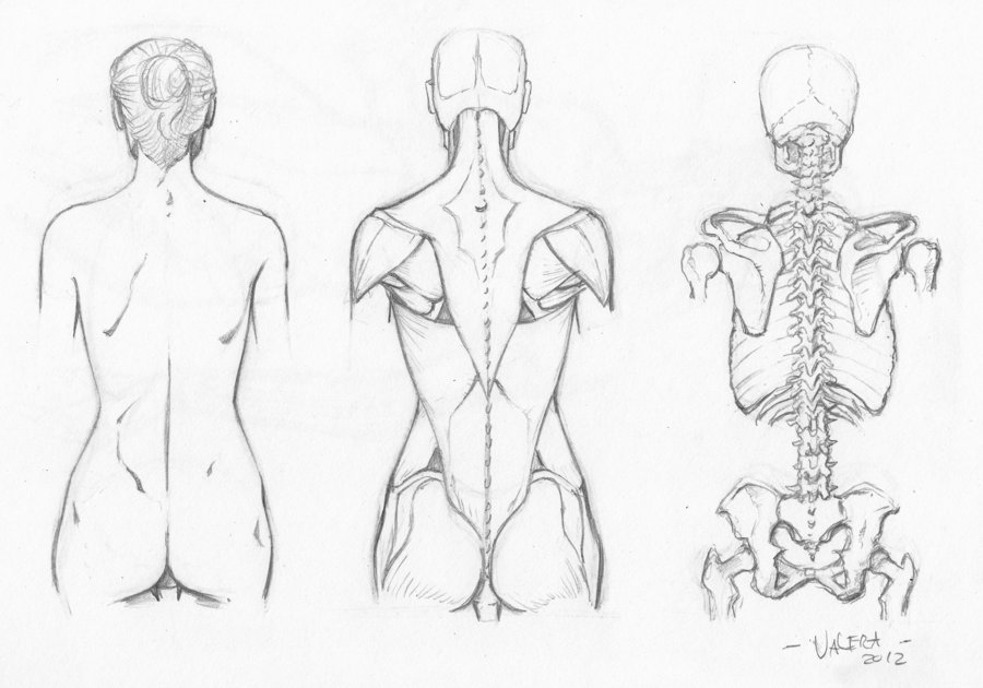 900x630 Random Anatomy Sketches 8 By Rv1994 - Anatomy Sketches