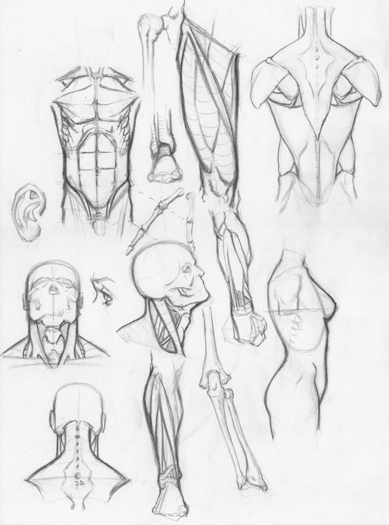 769x1038 Random Anatomy Sketches By Rv1994 - Anatomy Sketches
