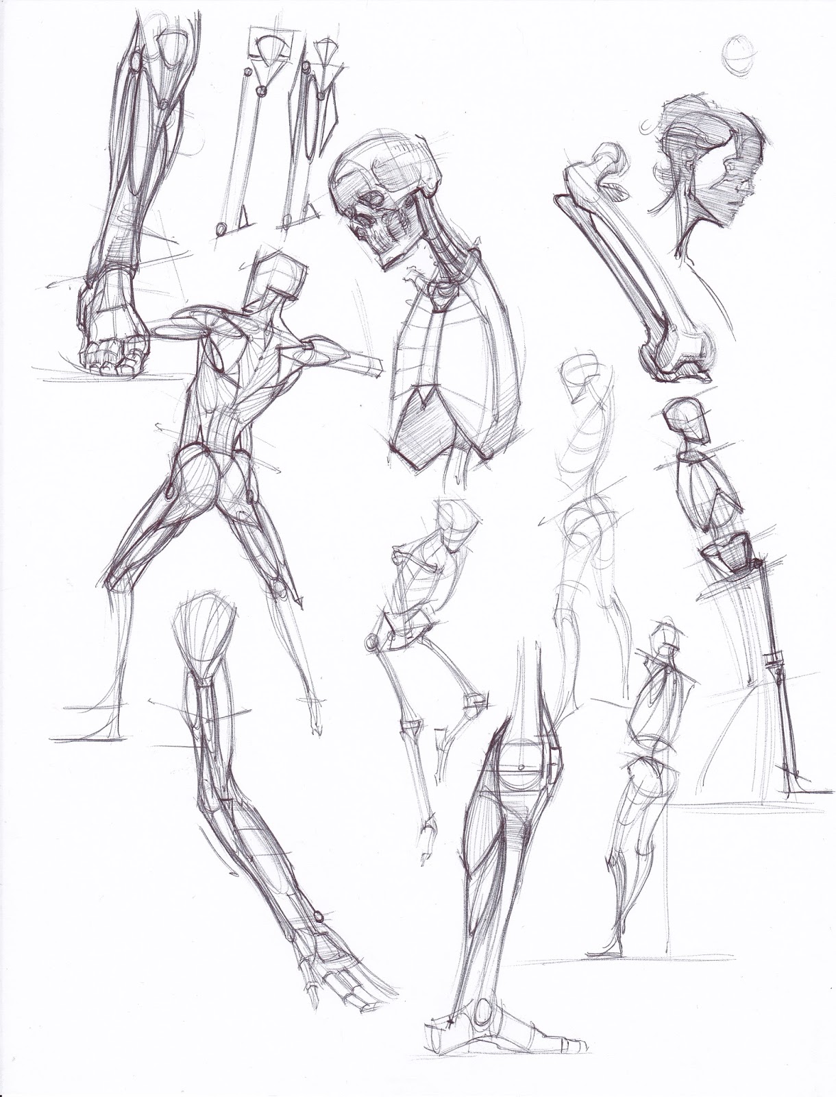 1220x1600 News Sketches From My Recent Trip To Anatomy Tools - Anatomy Sketches