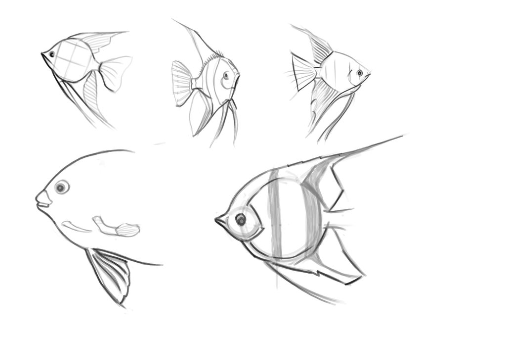 1024x683 Angel Fish Sketches 01 By Darinhuddy - Angel Fish Sketch