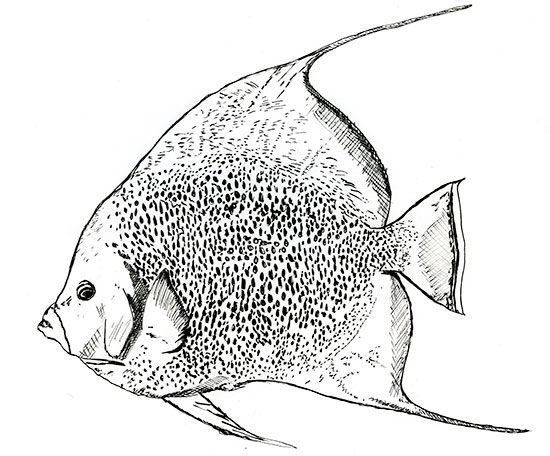 550x456 French Angelfish, Sketched - Angel Fish Sketch