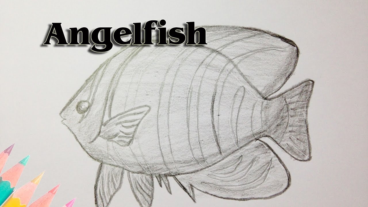 1280x720 How To Draw An Angelfish - Angel Fish Sketch