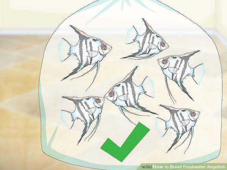 728x546 How To Breed Freshwater Angelfish (With Pictures) - Angel Fish Sketch