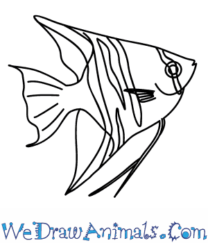 300x350 How To Draw An Angelfish - Angel Fish Sketch