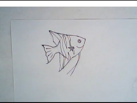480x360 How To Draw An Angelfish (Simple Easy Drawing) - Angel Fish Sketch