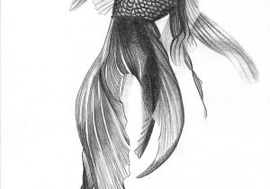 300x210 Pencil Drawings Of Fish - Angel Fish Sketch