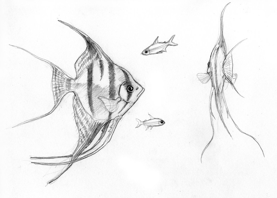 Рисунок рыбки скалярии