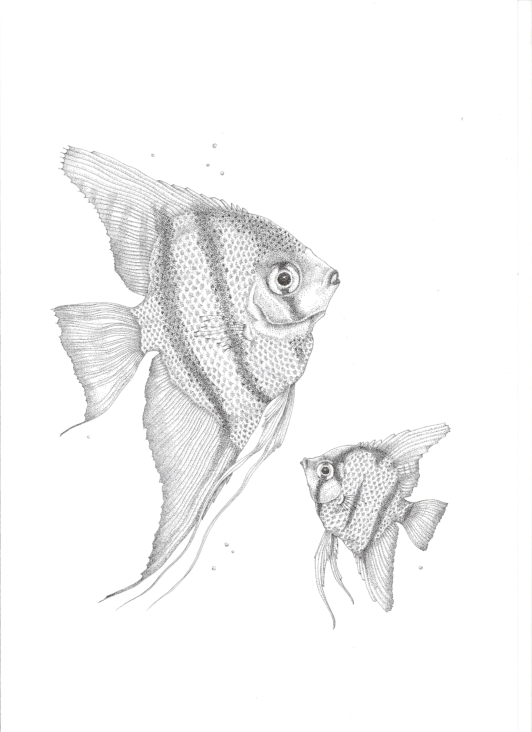 1700x2338 Two Swimming Angelfish Art Rippingham Art - Angel Fish Sketch