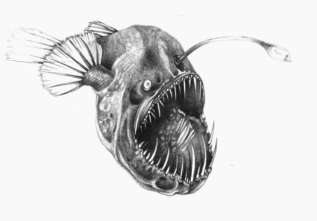 Angler Fish Sketch at PaintingValley.com | Explore collection of Angler ...