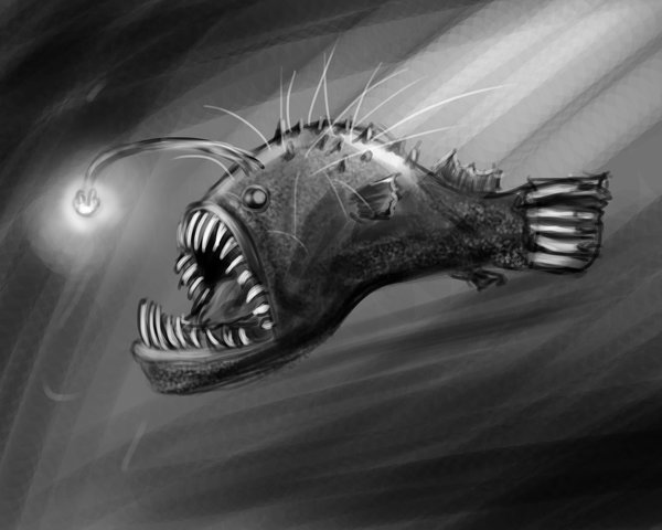 600x480 New How To Draw A Angler Fish - Angler Fish Sketch