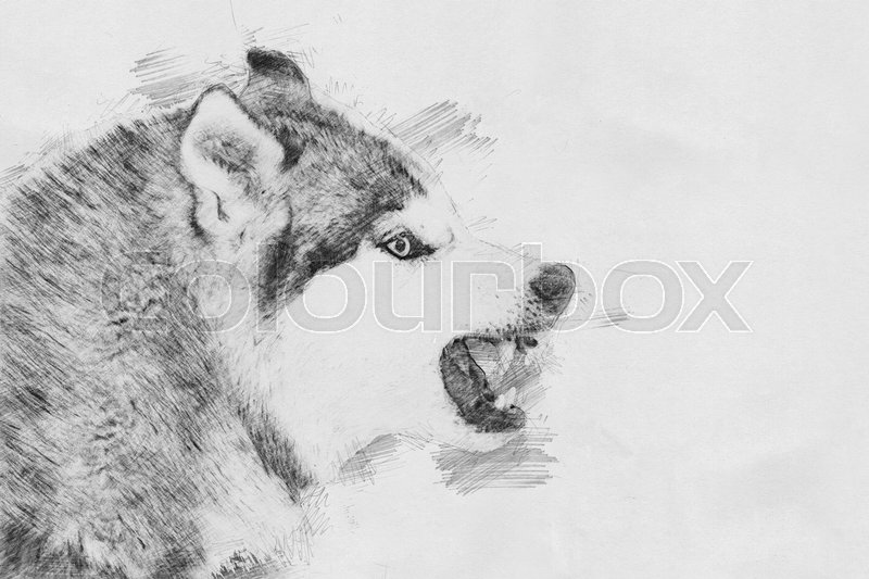 800x533 Angry Dog. Black And White Sketch With Pencil Stock Photo - Angry Dog Sketch