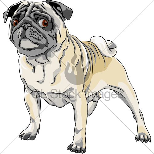 500x500 Vector Sketch Angry Dog Pug Breed Gl Stock Images - Angry Dog Sketch