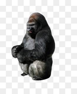 260x319 Angry Gorilla Png, Vectors, Psd, And Clipart For Free Download - Angry Gorilla Sketch