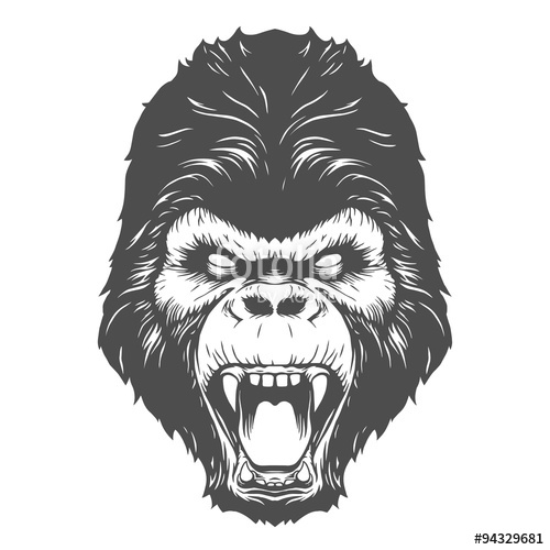 500x500 Angry Gorilla Head Drawing - Angry Gorilla Sketch