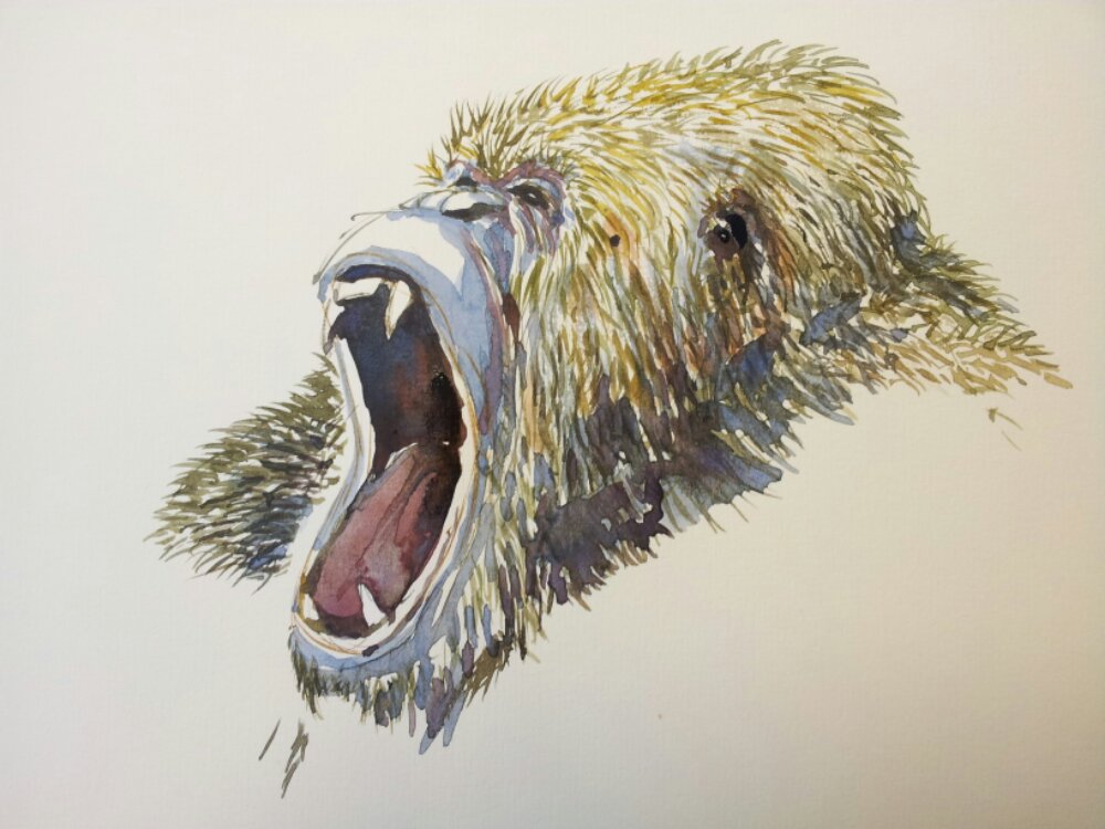 1000x750 Green Gorilla Watercolor Sketch The Hiking Artist Project By - Angry Gorilla Sketch
