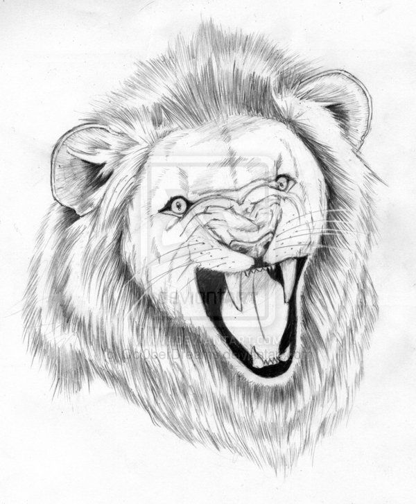 600x727 Lion Tattoo Sketch Angry Lion King Tattoo Sketch One More Angry - Angry Lion Sketch
