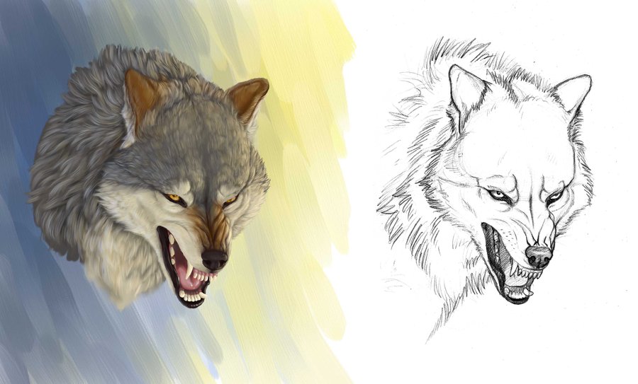 900x543 Angry Wolf By Anisis - Angry Wolf Sketch