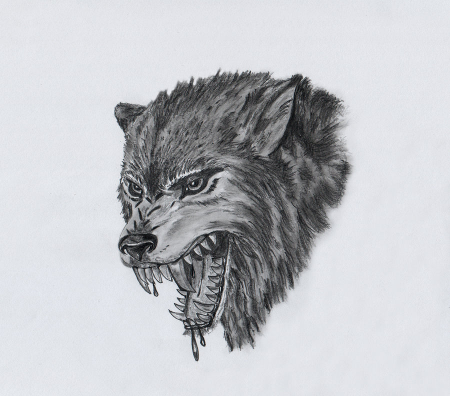 900x792 Angry Wolf Sketch - Angry Wolf Sketch