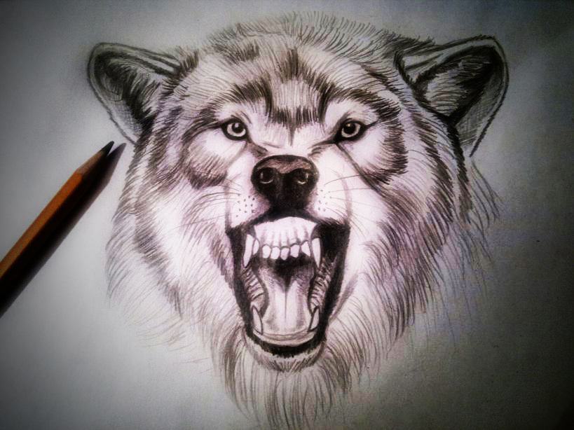 Angry Wolf Sketch at PaintingValley.com | Explore collection of Angry