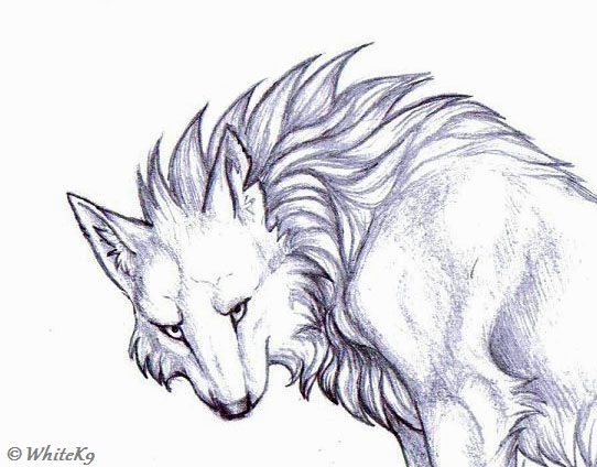 542x424 Angry Wolf Sketch By Whitek9 - Angry Wolf Sketch